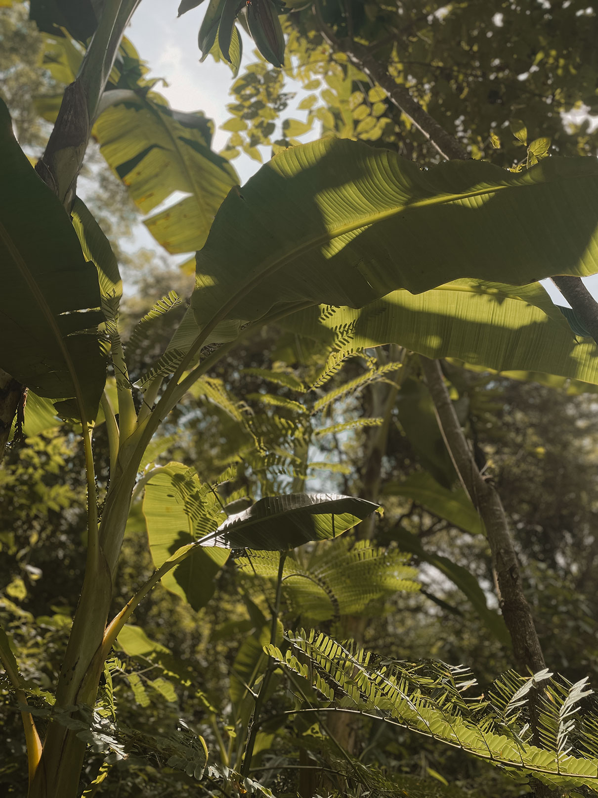 Sunlit equatorial foliage and banana leaves at Finca La Esperanza