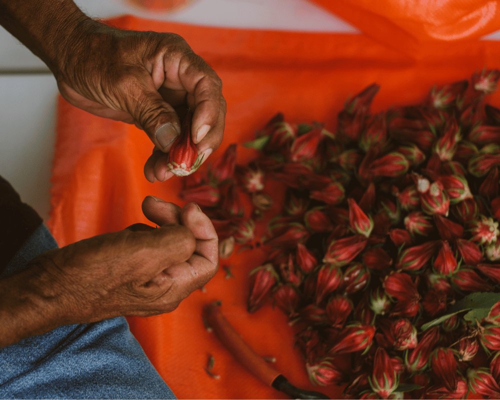 Hands sorting freshly harvested hibiscus at Finca La Esperanza
