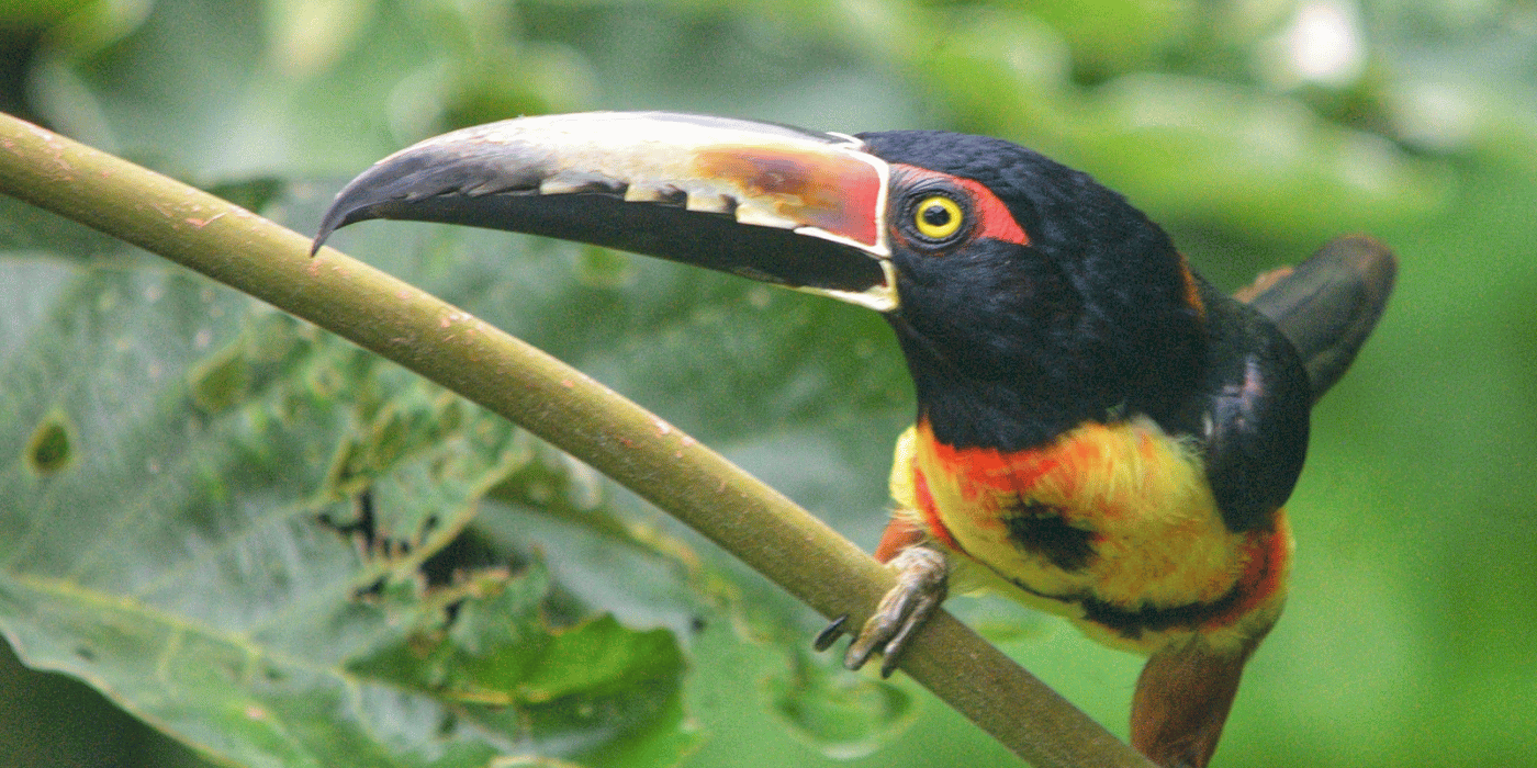 WILDLIFE AND ECOSYSTEMS
