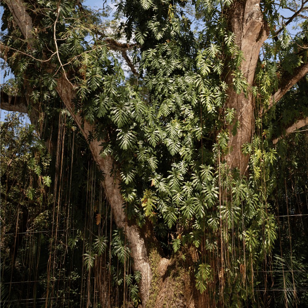 Old-growth tree in the Nosara jungle