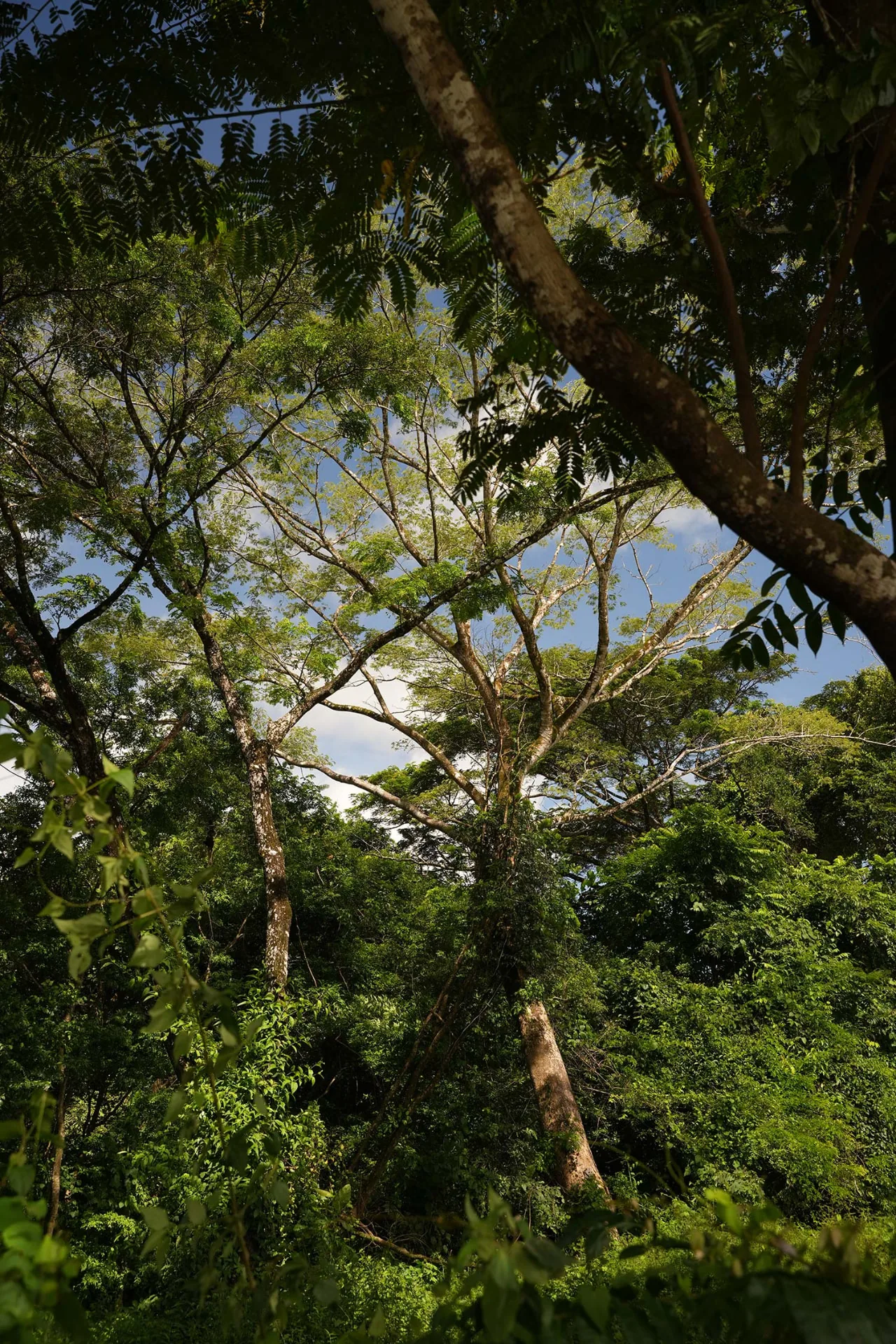 Tall native trees and canopy light at Shift Esperanza